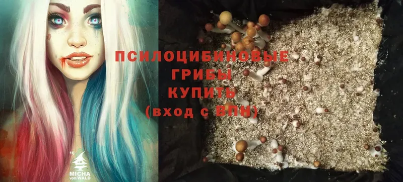 магазин    Елизово  Галлюциногенные грибы Cubensis 